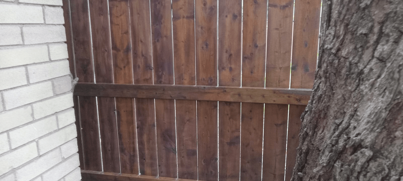 Backyard fence restained — after